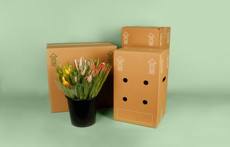 Tulpen-2-470x300